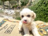 0 No Maltipoo Kızımız