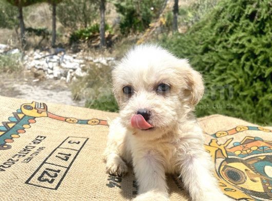 0 No Maltipoo Kızımız görsel