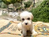 0 No Maltipoo Kızımız