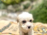 0 No Maltipoo Kızımız