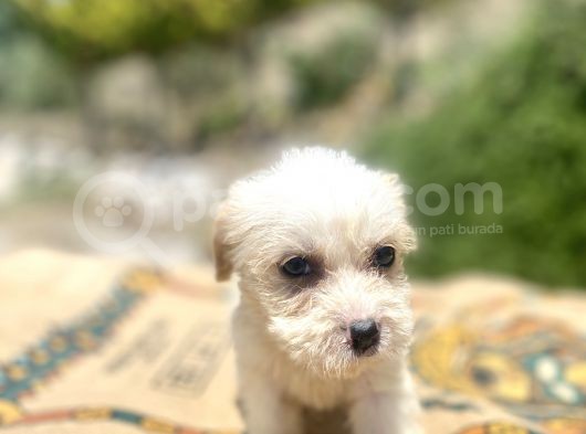 0 No Maltipoo Kızımız görsel