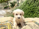 0 No Maltipoo Oğlumuz