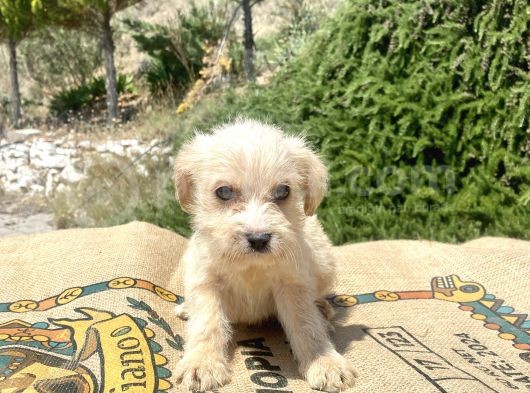 0 No Maltipoo Oğlumuz görsel