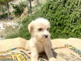 0 No Maltipoo Oğlumuz
