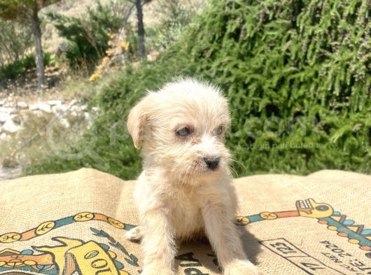 0 No Maltipoo Oğlumuz görsel