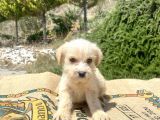 0 No Maltipoo Oğlumuz