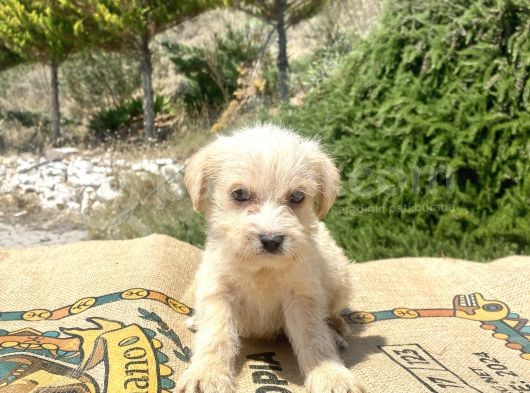 0 No Maltipoo Oğlumuz görsel