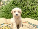 0 No Maltipoo Oğlumuz