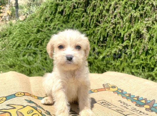 0 No Maltipoo Oğlumuz görsel