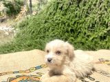 0 No Maltipoo Oğlumuz