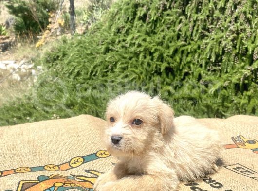 0 No Maltipoo Oğlumuz görsel