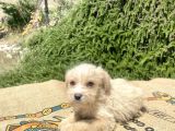 0 No Maltipoo Oğlumuz
