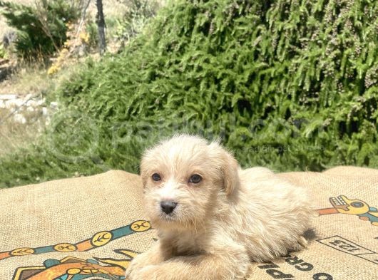 0 No Maltipoo Oğlumuz görsel