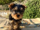 Teacup Yorkshire Terrier Oğlumuz