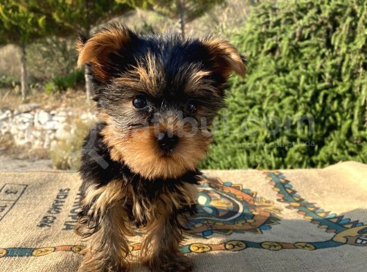 Teacup Yorkshire Terrier Oğlumuz görsel