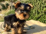 teacup yorkshire terrier oğlumuz