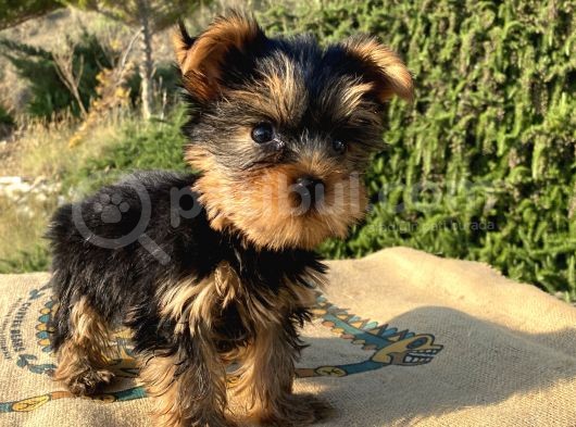 Teacup Yorkshire Terrier Oğlumuz