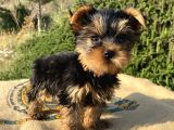 Teacup Yorkshire Terrier Oğlumuz