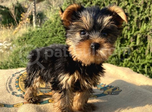 Teacup Yorkshire Terrier Oğlumuz görsel