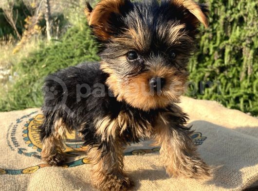 Teacup Yorkshire Terrier Oğlumuz görsel