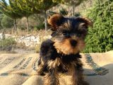 Teacup Yorkshire Terrier Oğlumuz