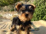 Teacup Yorkshire Terrier Oğlumuz