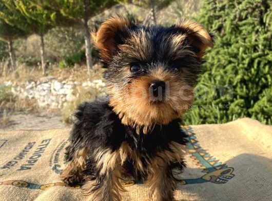 Teacup Yorkshire Terrier Oğlumuz görsel