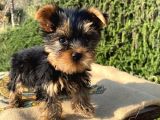 Teacup Yorkshire Terrier Oğlumuz