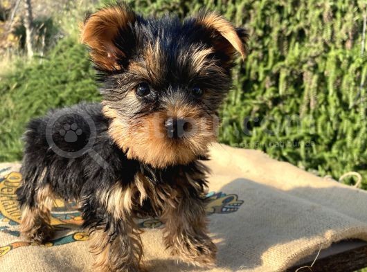 Teacup Yorkshire Terrier Oğlumuz görsel