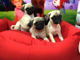 SAF IRK PUG YAVRULARI VONALP GARANTISIYLE