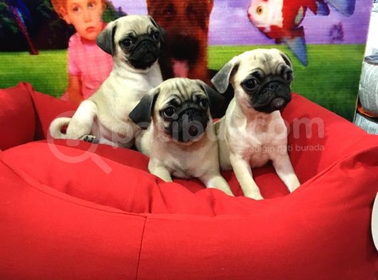 Saf Irk Pug Yavrulari Vonalp Garantisiyle