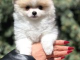 Teacup secereli Pomeranian