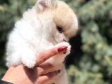 Teacup Secereli Pomeranian