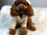 Red Toy Poodle Erkek Çiftleşmeleri Boş Geçmiyor
