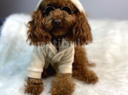 Red Toy Poodle Erkek Çiftleşmeleri Boş Geçmiyor görsel