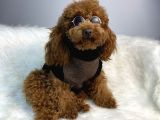 Red Toy poodle erkek çiftleşmeleri boş geçmiyor