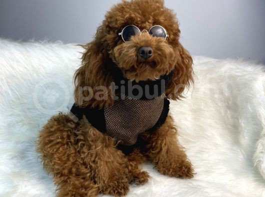 Red Toy Poodle Erkek Çiftleşmeleri Boş Geçmiyor