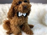 Red Toy Poodle Erkek Çiftleşmeleri Boş Geçmiyor