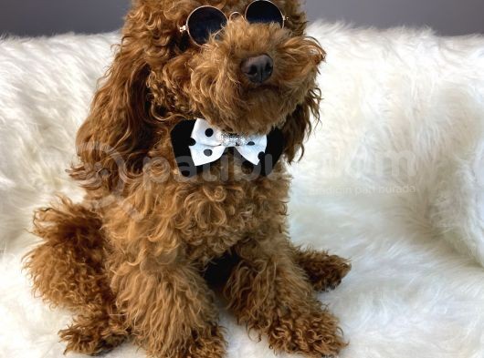 Red Toy Poodle Erkek Çiftleşmeleri Boş Geçmiyor görsel