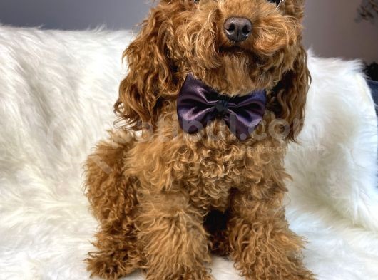 Red Toy Poodle Erkek Çiftleşmeleri Boş Geçmiyor görsel