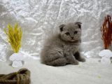 Dikkat Çekici Güzellikte Lilac Scottish Fold