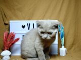 Dikkat Çekici Güzellikte Lilac Scottish Fold
