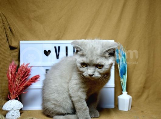 Dikkat Çekici Güzellikte Lilac Scottish Fold görsel
