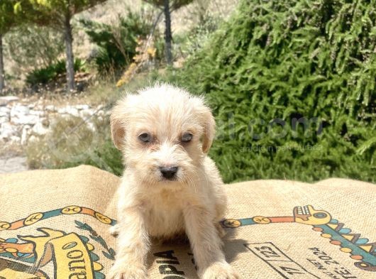 0 No Maltipoo Oğlumuz