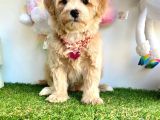 güzel yüzlü dizayn ırk maltipoo