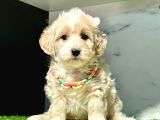 Orjinal Anne Babadan Maltipoo Yavrular