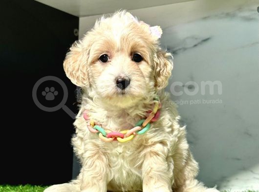 Orjinal Anne Babadan Maltipoo Yavrular görsel