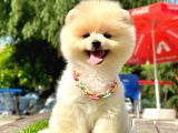 Pomeranian Irkının En Güzel Bebekleri