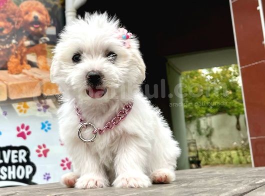 Safkan Maltese Terri̇er görsel
