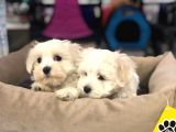 Muhteşem Maltese Terri̇er Yavrulari Vonalp Pet Garanti̇si̇yle